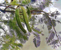 LOCUST BEAN SEEDS