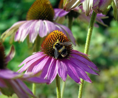 ECHINACEA AND BUMBLEBEE 