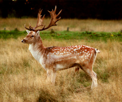 Young beautiful Deer