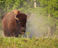 Majestic Bison