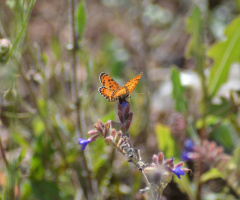 Melitaea didyma Benekli iparhan