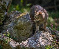European Wildcat