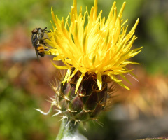 Centaurea 