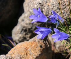 mountain harebell