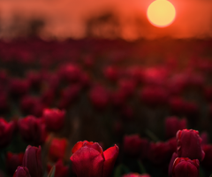 Sunset over tulip fields