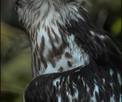 Yılan Kartalı - Short toed snake eagle 