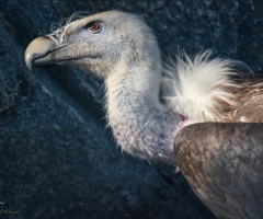 akbaba - Vulture    