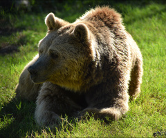 Bozayı - Grizzly bear