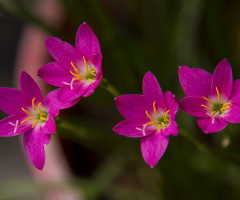 Pink Rain Lily (Zephyranthes minuta)