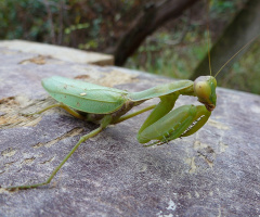 Mantis 