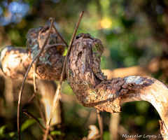 Coisas da natureza