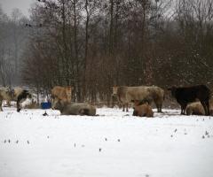 cows in the snow