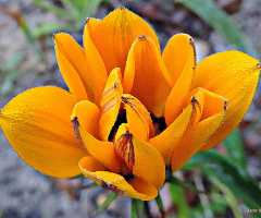 Wet Gazania ~ Opening