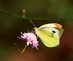 Pieris brassicae (Büyük Beyazmelek)