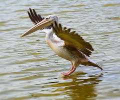 Smooth landing ...