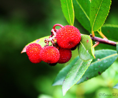 kocayemiş (Davulga) - arbutus