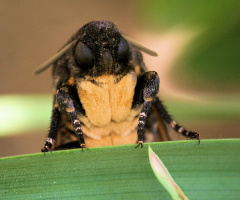 Death's Head Hawk-moth ...