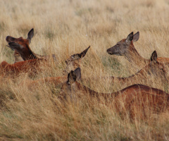 Young females deers hidden in the hay