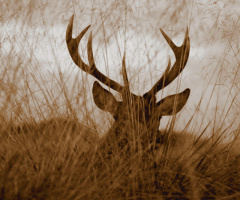 Deer showing his horns