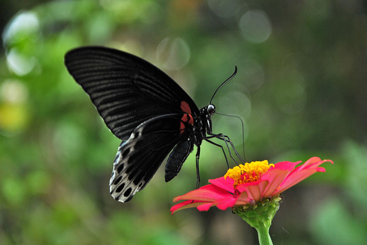 kupu hitam