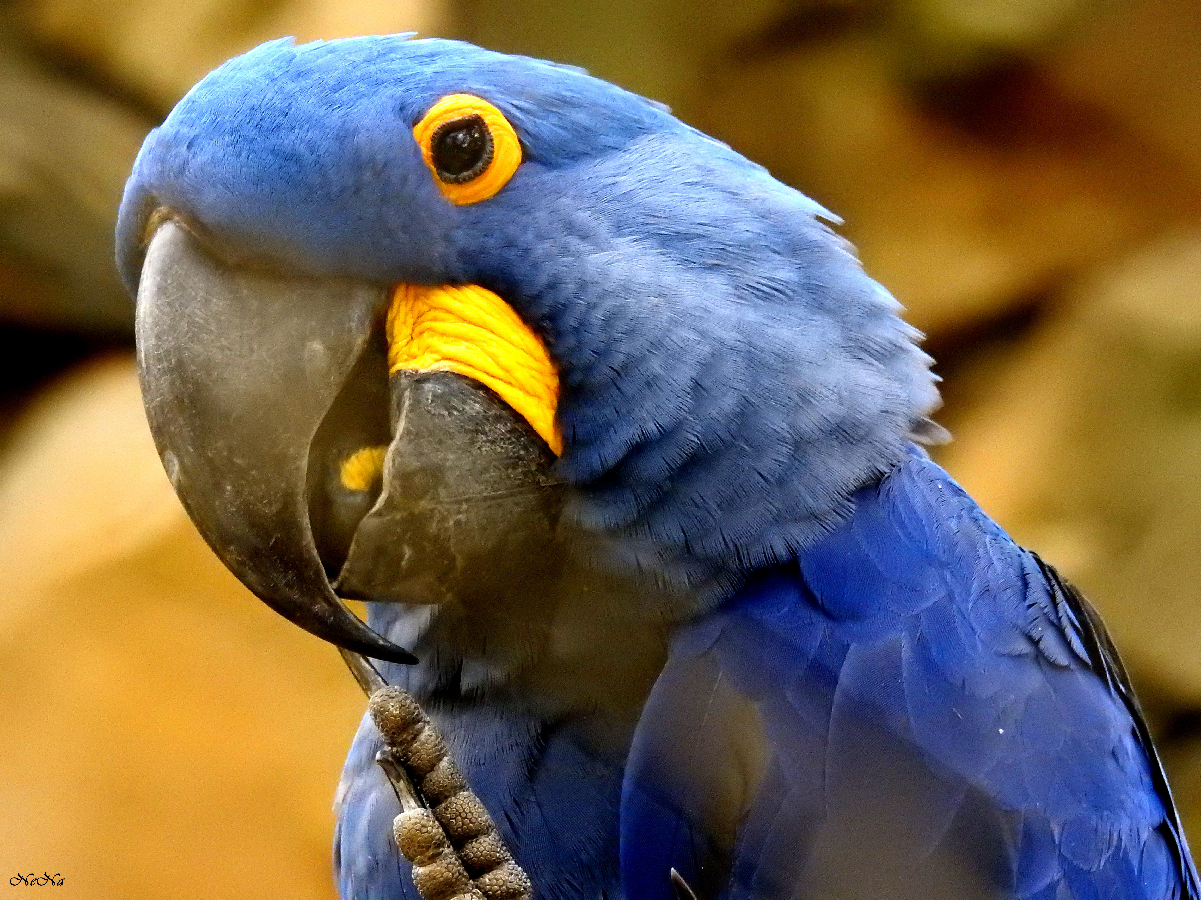 Arara azul