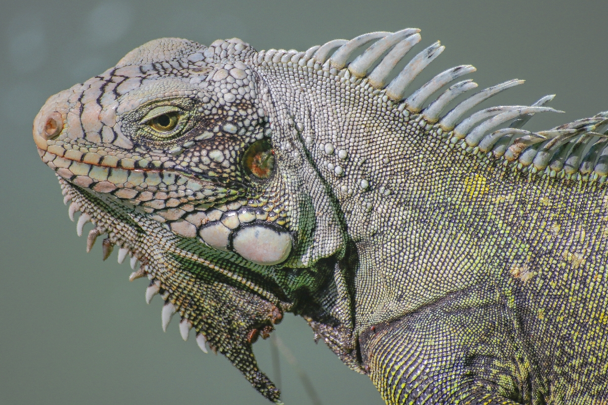 Iguana