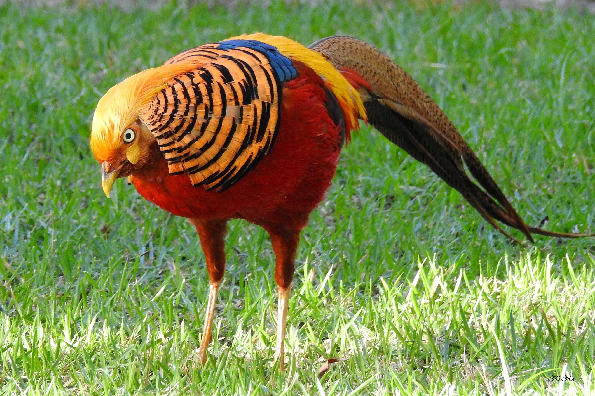 Golden pheasant