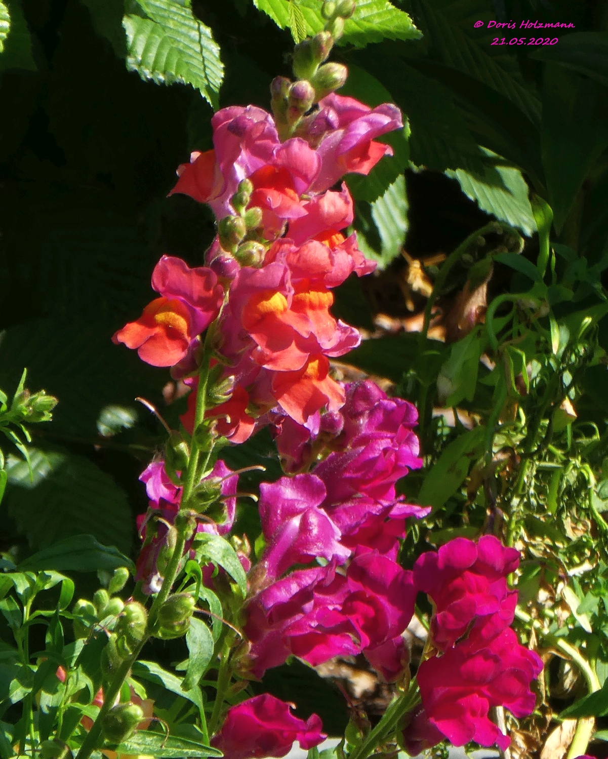 Antirrhinum Snaptastic Pink