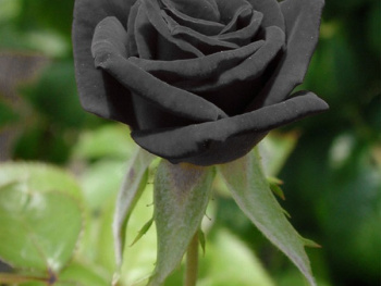 Siyah Gül / Black Rose