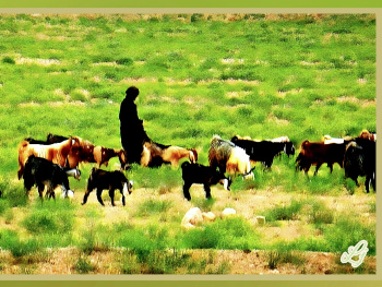 Shepherd at Chiltan Valley Quetta ⚜⚜