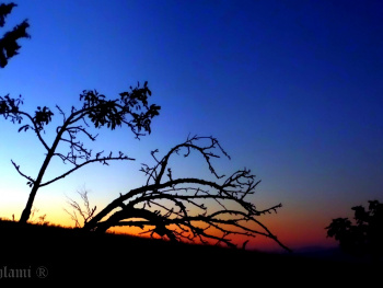 Magic Sunset, Magic Tree