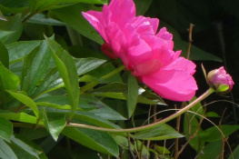 Peony flowers