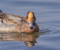 Fiyu (Eurasian Wigeon » Mareca penelope)