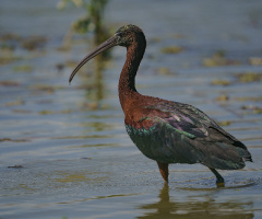 Çeltikçi (Glossy Ibis » Plegadis falcinellus) 