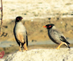 Mynas