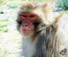 Monkey at Hazarganji Park Quetta 