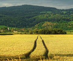 Rural landscape