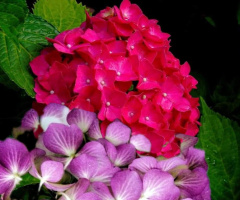 Hydrangeas 