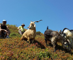 Artvin Heba Yaylası