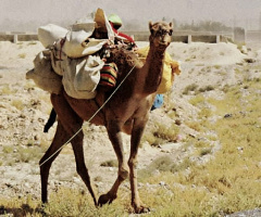 'Birahui' Camel