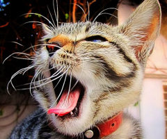 What a yawn!! 