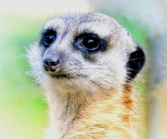 MEERKAT 