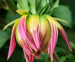 DAHLIA IN BLOOM 