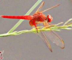 Gold on Wings ❤️⚜❤️