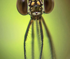 damselfly