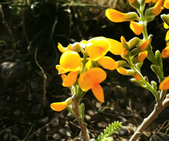 Wildflower, Chiltan Valley Quetta 