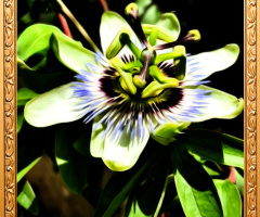 Passion Flower 