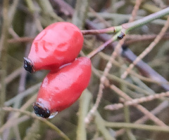 ROSE'S FRUITS 