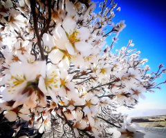 Roadside Beauty