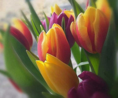 SPRING TULIPS